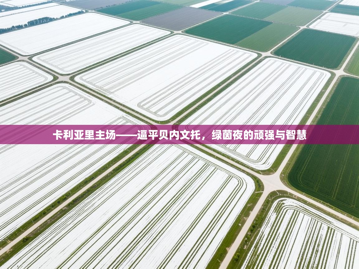 卡利亚里主场——逼平贝内文托,绿茵夜的顽强与智慧 第2张